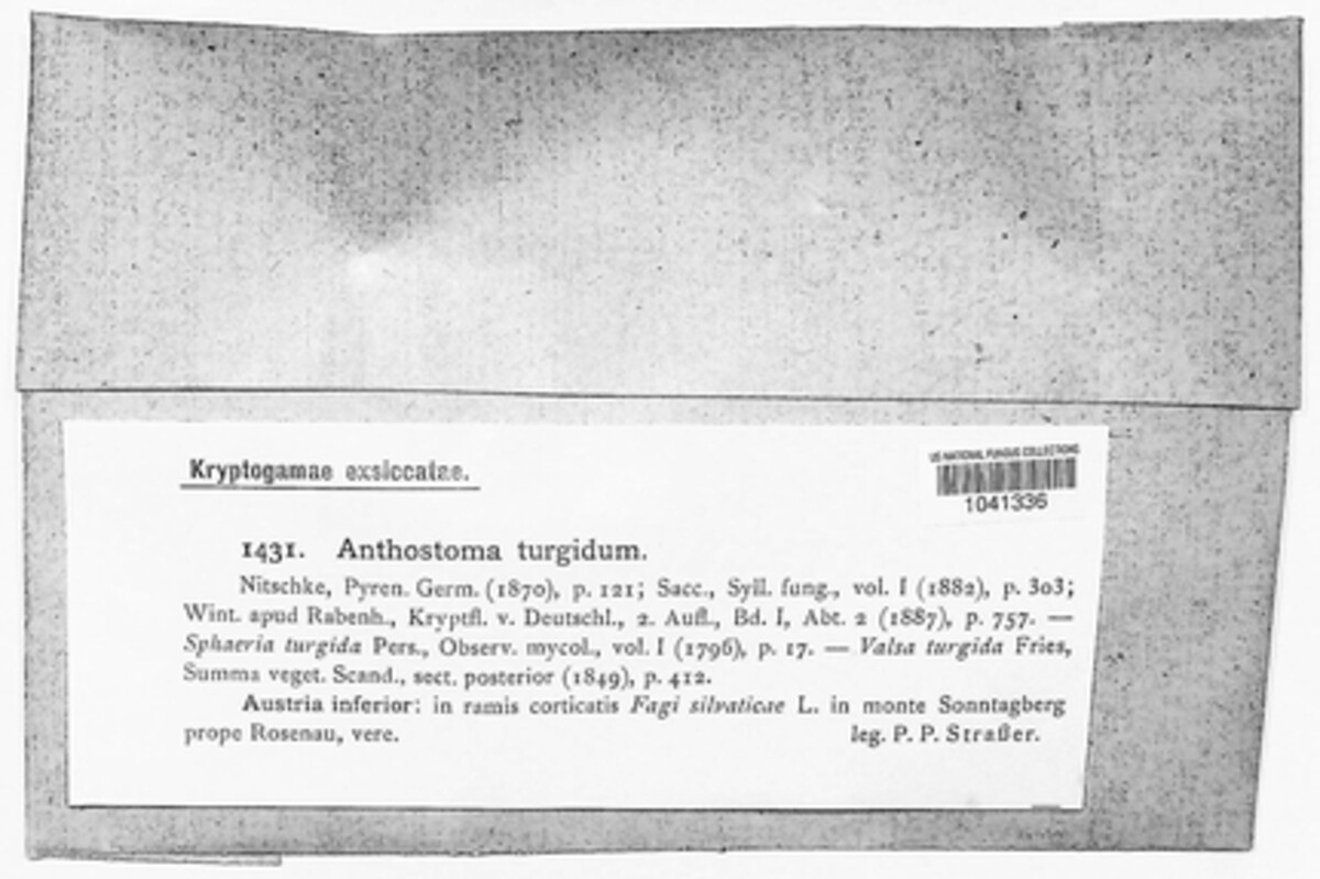 Anthostoma turgidum image